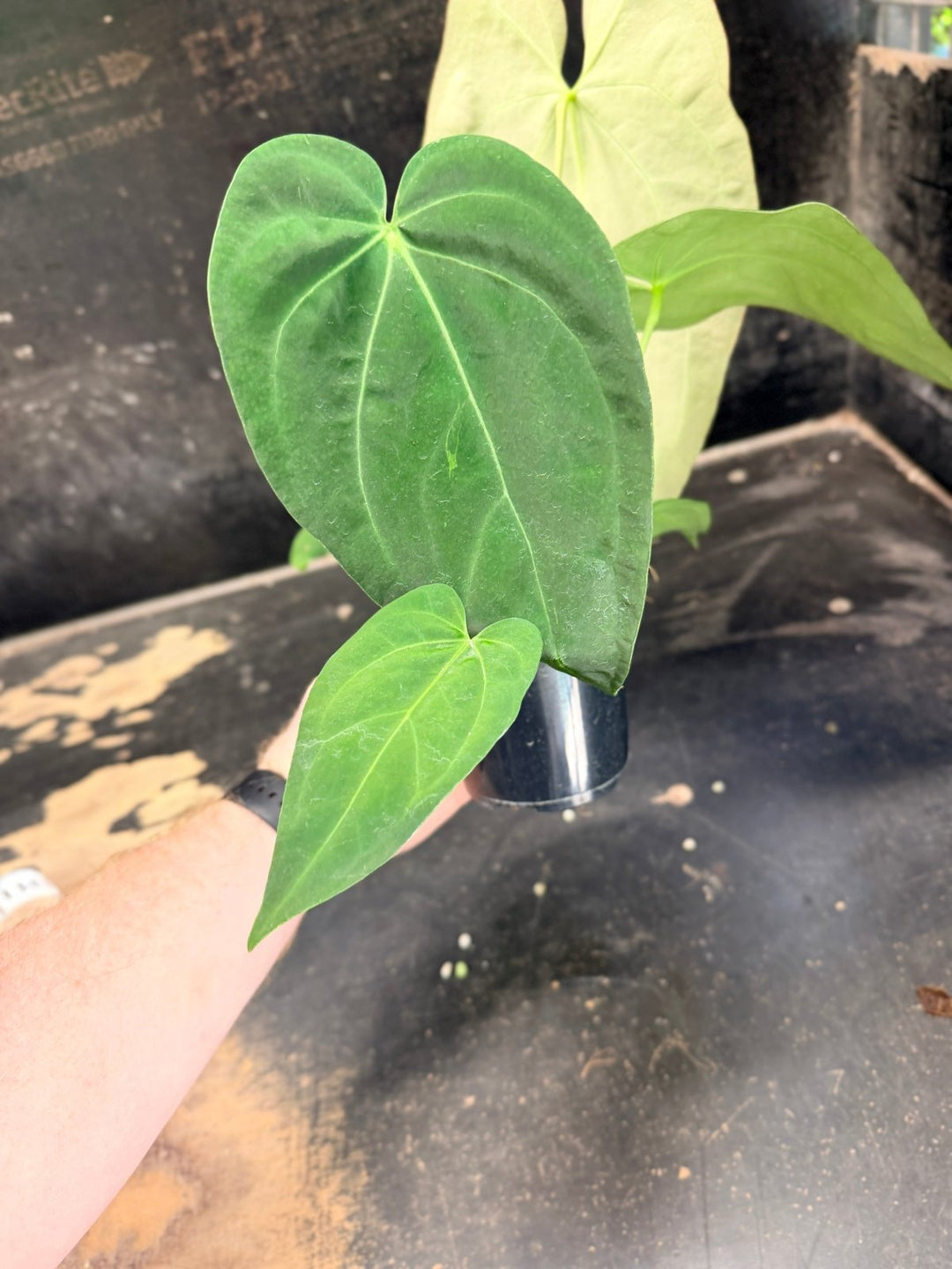 Handpicked 71 - Anthurium Pandurilaminum - 100mm Pot | Uprooted