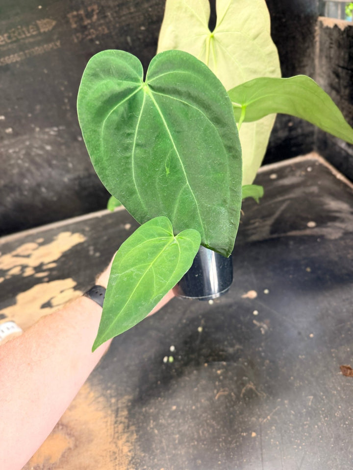 Handpicked 71 - Anthurium Pandurilaminum - 100mm Pot | Uprooted