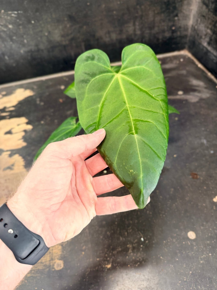 Handpicked 72 - Anthurium Pandurilaminum - 100mm Pot | Uprooted
