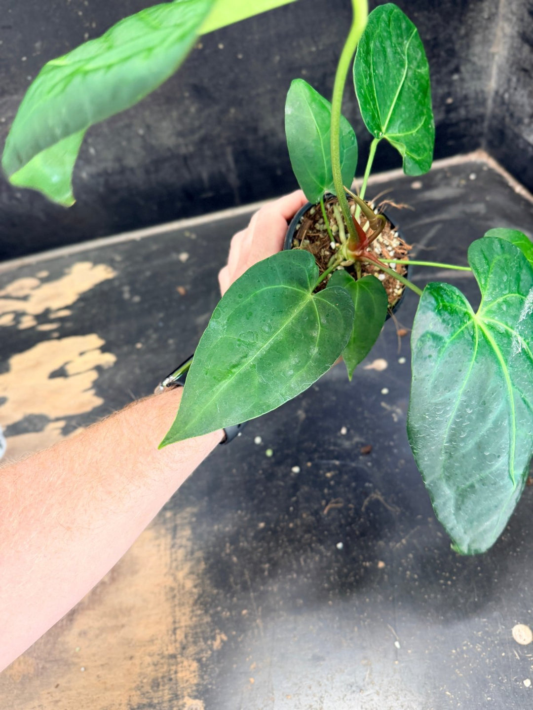 Handpicked 72 - Anthurium Pandurilaminum - 100mm Pot | Uprooted