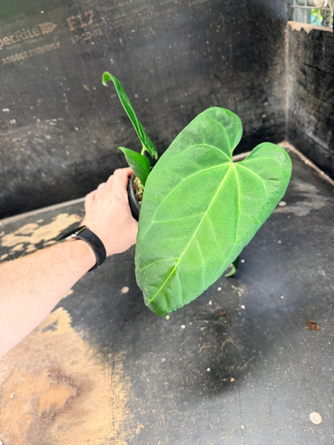 Handpicked 72 - Anthurium Pandurilaminum - 100mm Pot | Uprooted