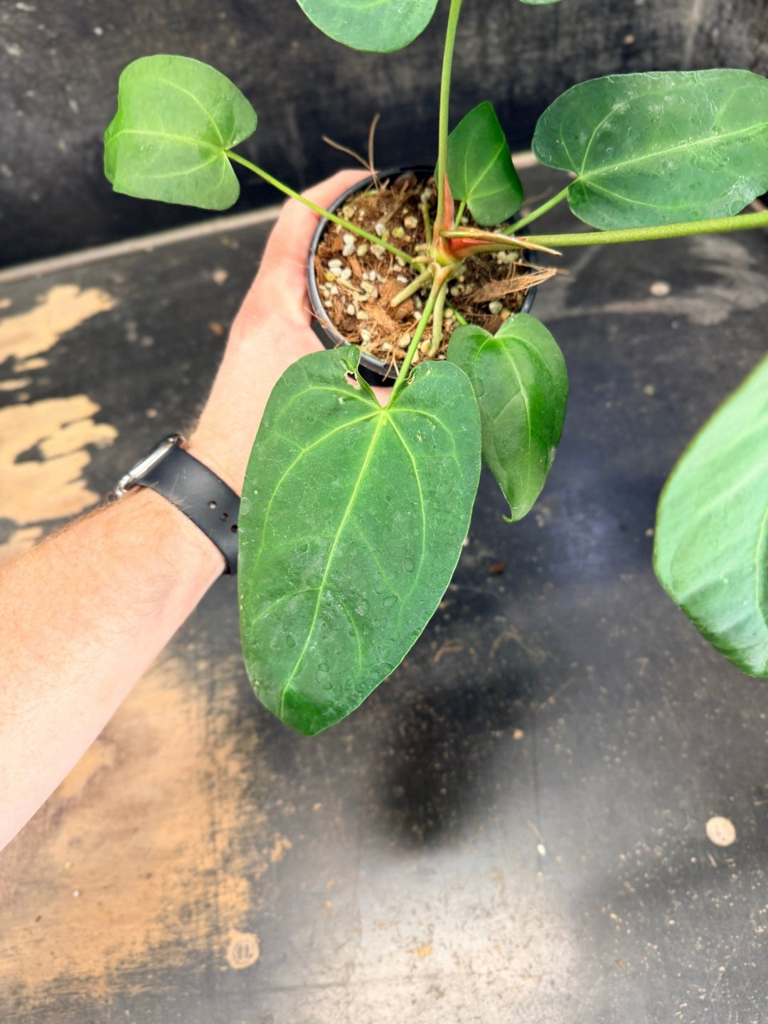 Handpicked 72 - Anthurium Pandurilaminum - 100mm Pot | Uprooted
