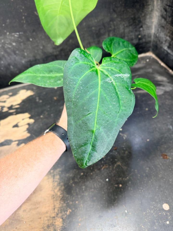 Handpicked 72 - Anthurium Pandurilaminum - 100mm Pot | Uprooted