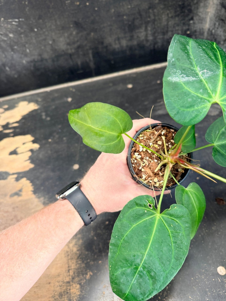 Handpicked 72 - Anthurium Pandurilaminum - 100mm Pot | Uprooted