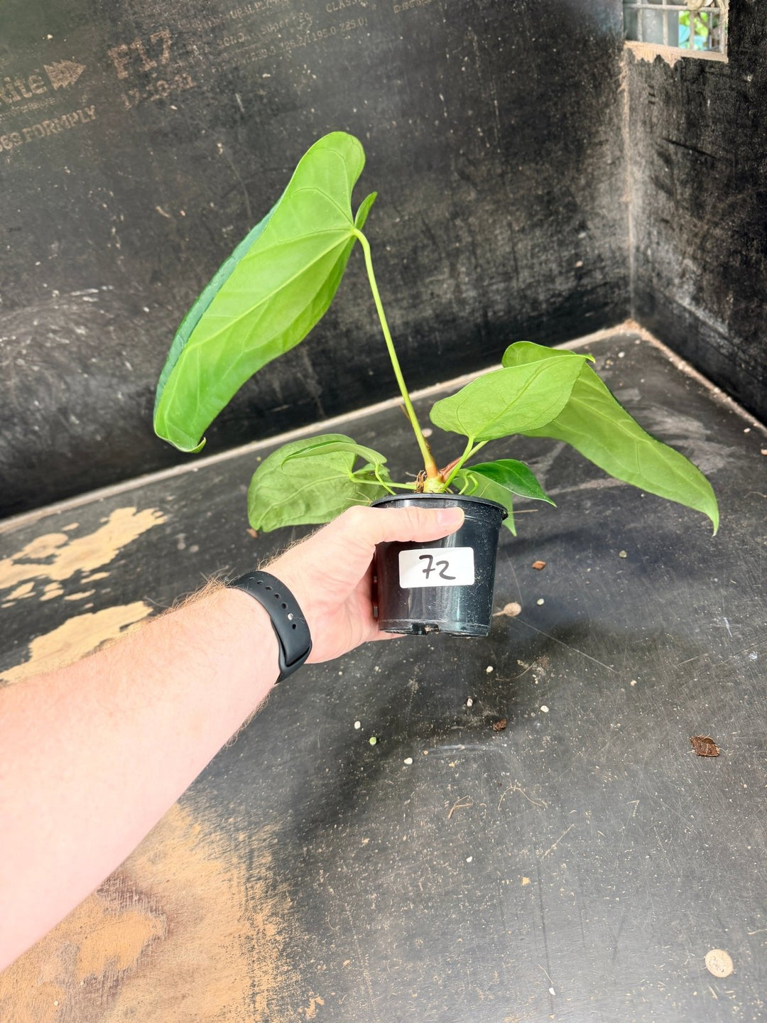 Handpicked 72 - Anthurium Pandurilaminum - 100mm Pot | Uprooted