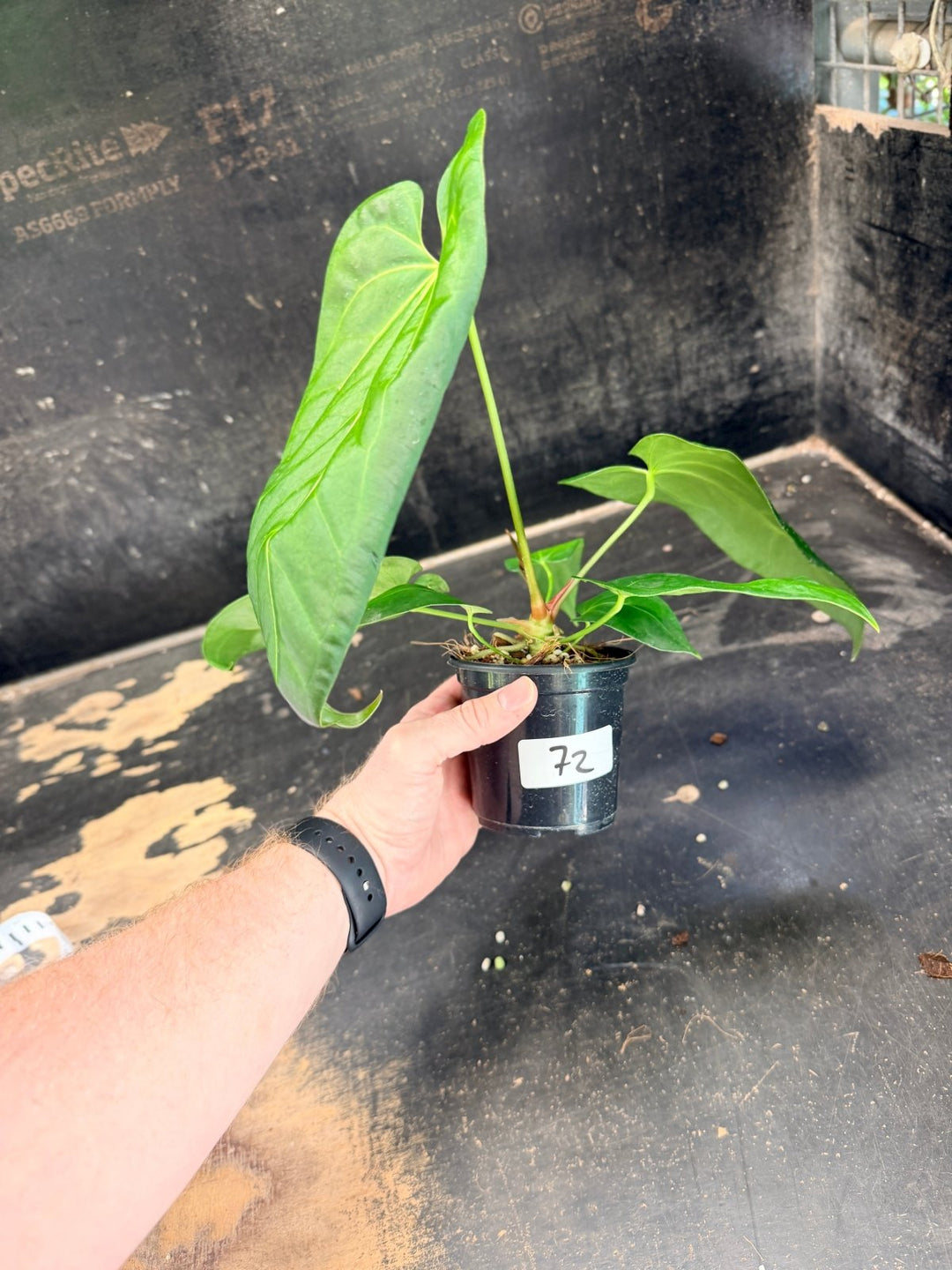 Handpicked 72 - Anthurium Pandurilaminum - 100mm Pot | Uprooted