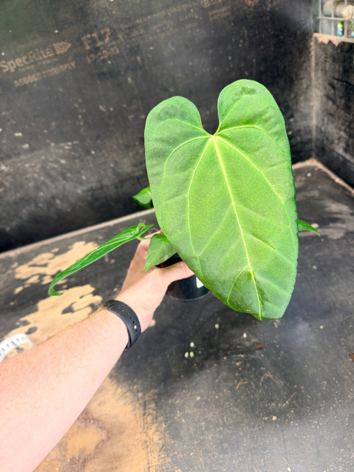 Handpicked 72 - Anthurium Pandurilaminum - 100mm Pot | Uprooted