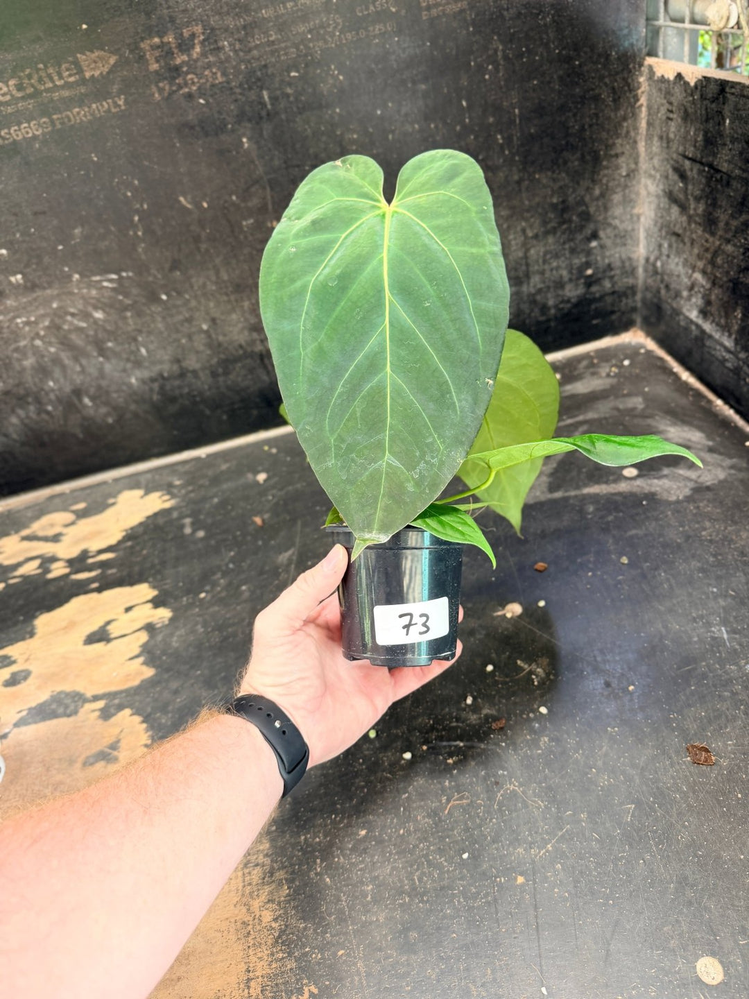 Handpicked 73 - Anthurium Pandurilaminum - 100mm Pot | Uprooted