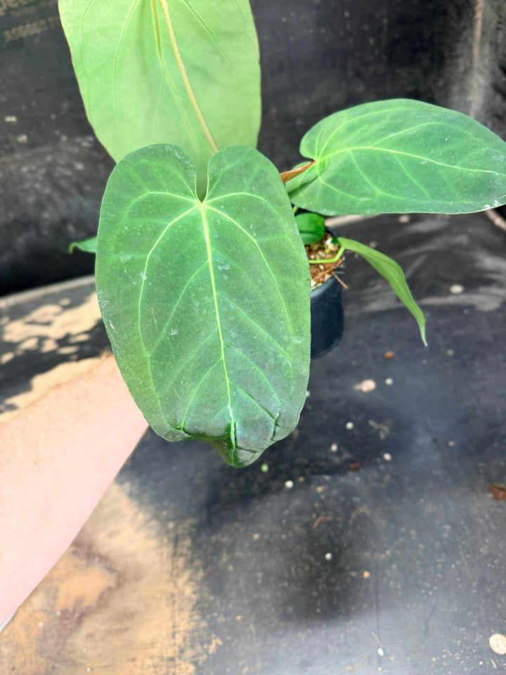 Handpicked 73 - Anthurium Pandurilaminum - 100mm Pot | Uprooted