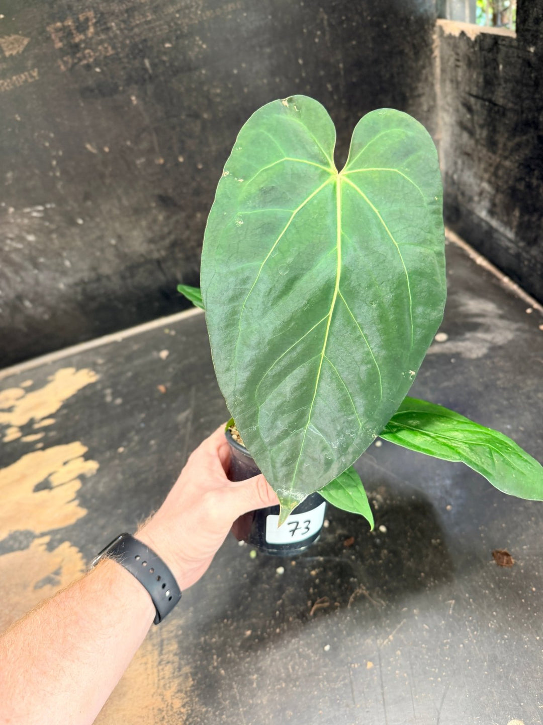 Handpicked 73 - Anthurium Pandurilaminum - 100mm Pot | Uprooted