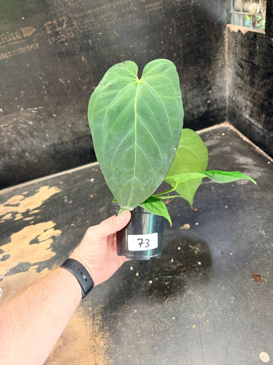 Handpicked 73 - Anthurium Pandurilaminum - 100mm Pot | Uprooted