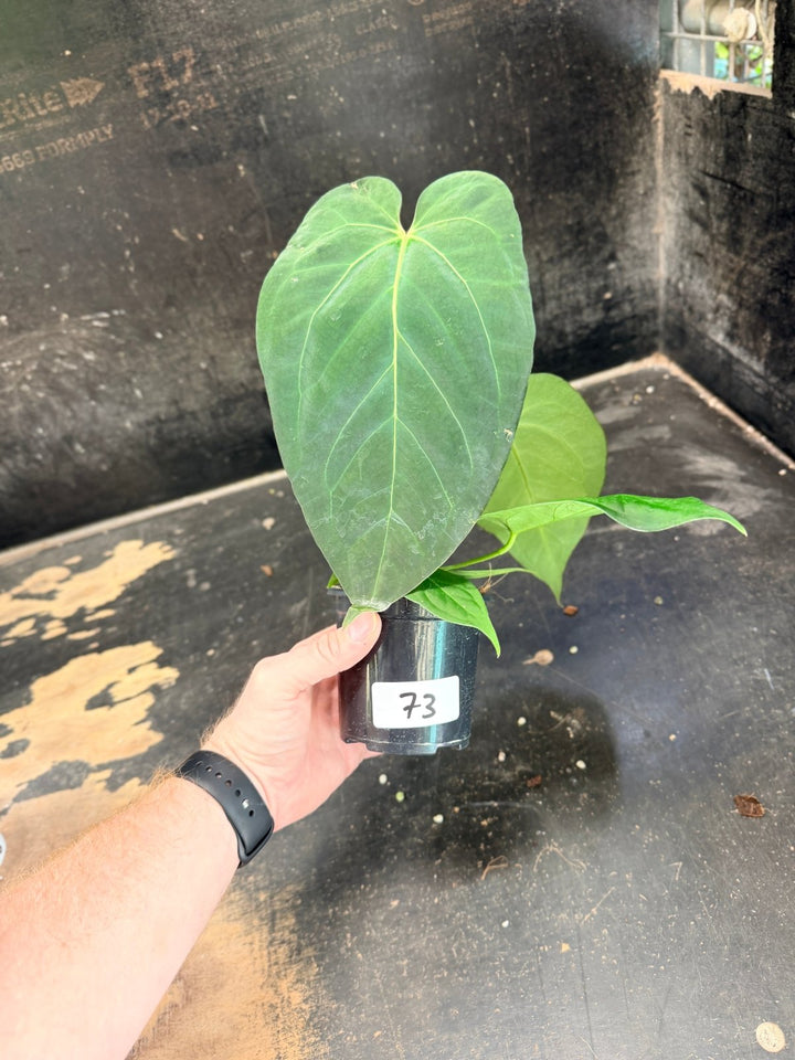 Handpicked 73 - Anthurium Pandurilaminum - 100mm Pot | Uprooted