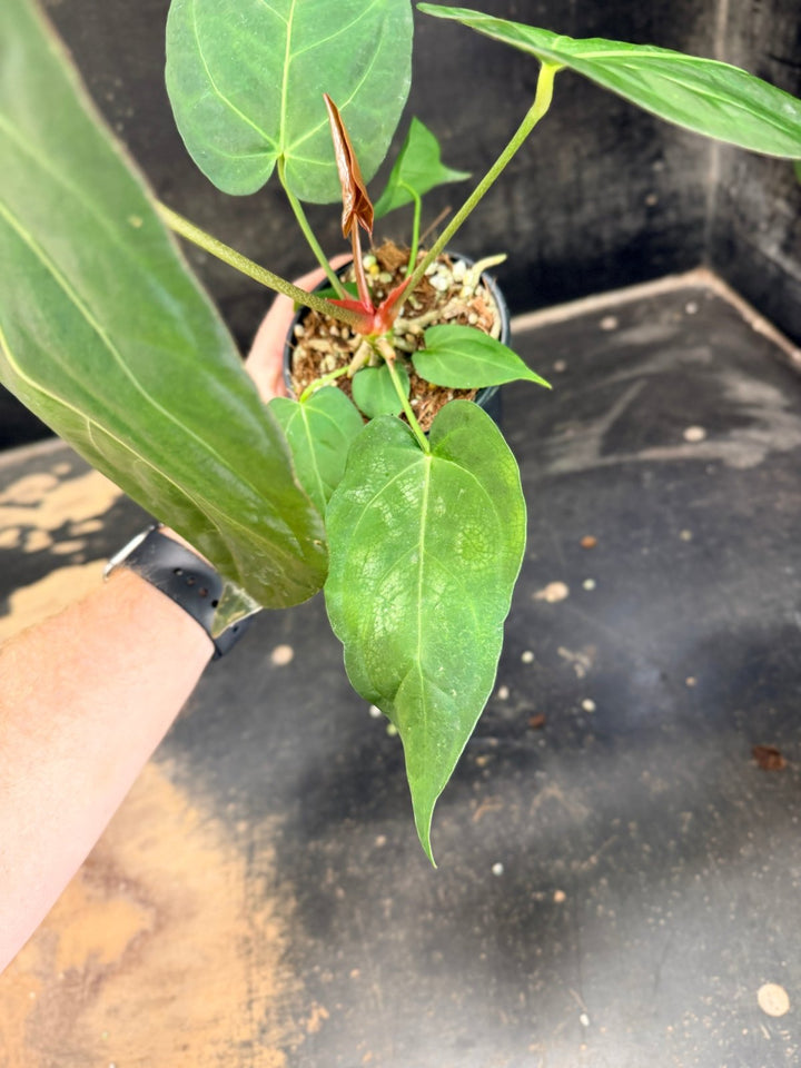 Handpicked 73 - Anthurium Pandurilaminum - 100mm Pot | Uprooted