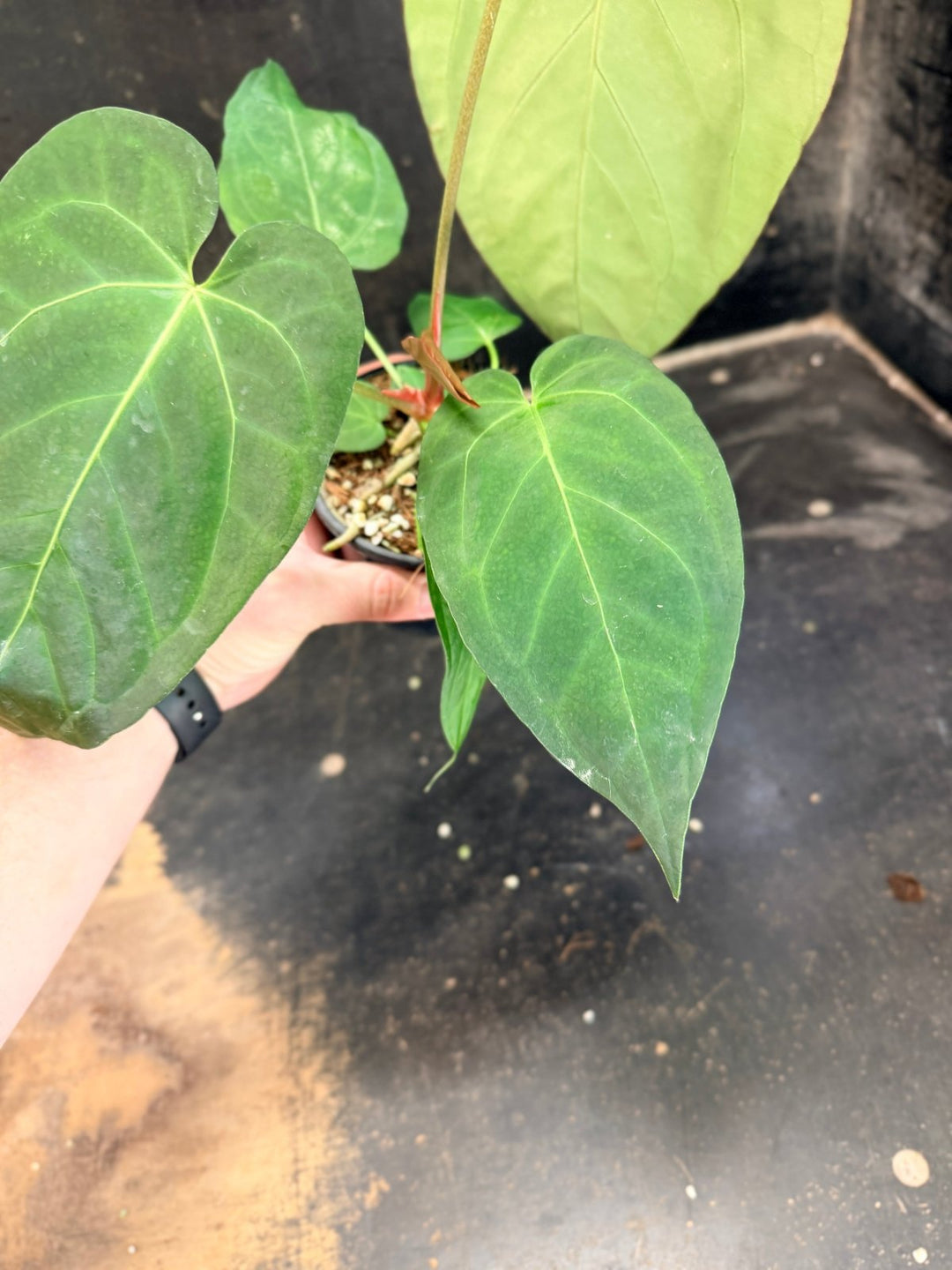 Handpicked 73 - Anthurium Pandurilaminum - 100mm Pot | Uprooted