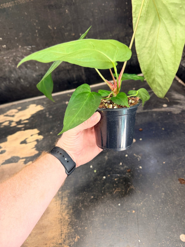 Handpicked 73 - Anthurium Pandurilaminum - 100mm Pot | Uprooted