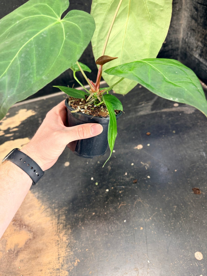 Handpicked 73 - Anthurium Pandurilaminum - 100mm Pot | Uprooted