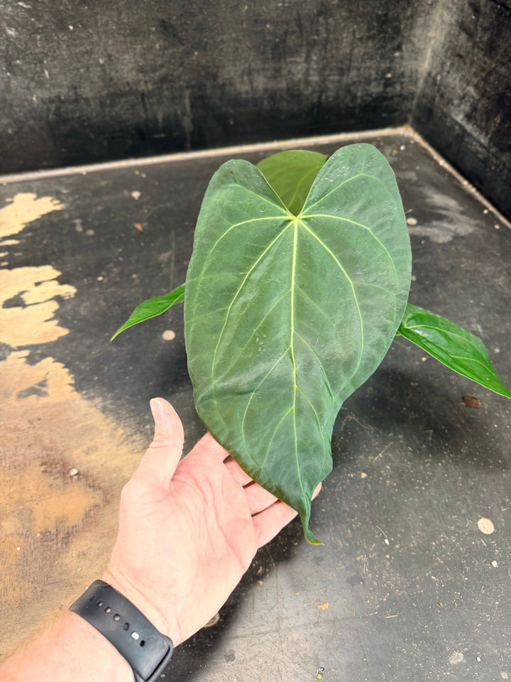 Handpicked 74 - Anthurium Pandurilaminum - 100mm Pot | Uprooted