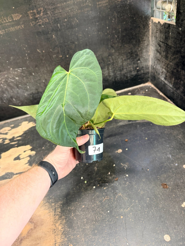 Handpicked 74 - Anthurium Pandurilaminum - 100mm Pot | Uprooted