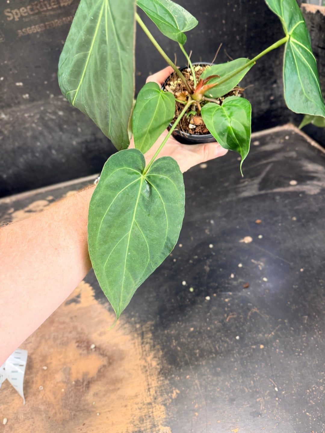 Handpicked 74 - Anthurium Pandurilaminum - 100mm Pot | Uprooted