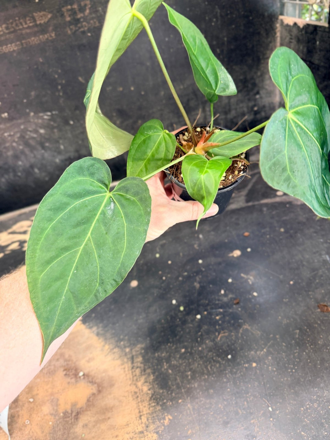 Handpicked 74 - Anthurium Pandurilaminum - 100mm Pot | Uprooted
