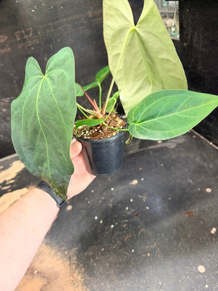 Handpicked 74 - Anthurium Pandurilaminum - 100mm Pot | Uprooted