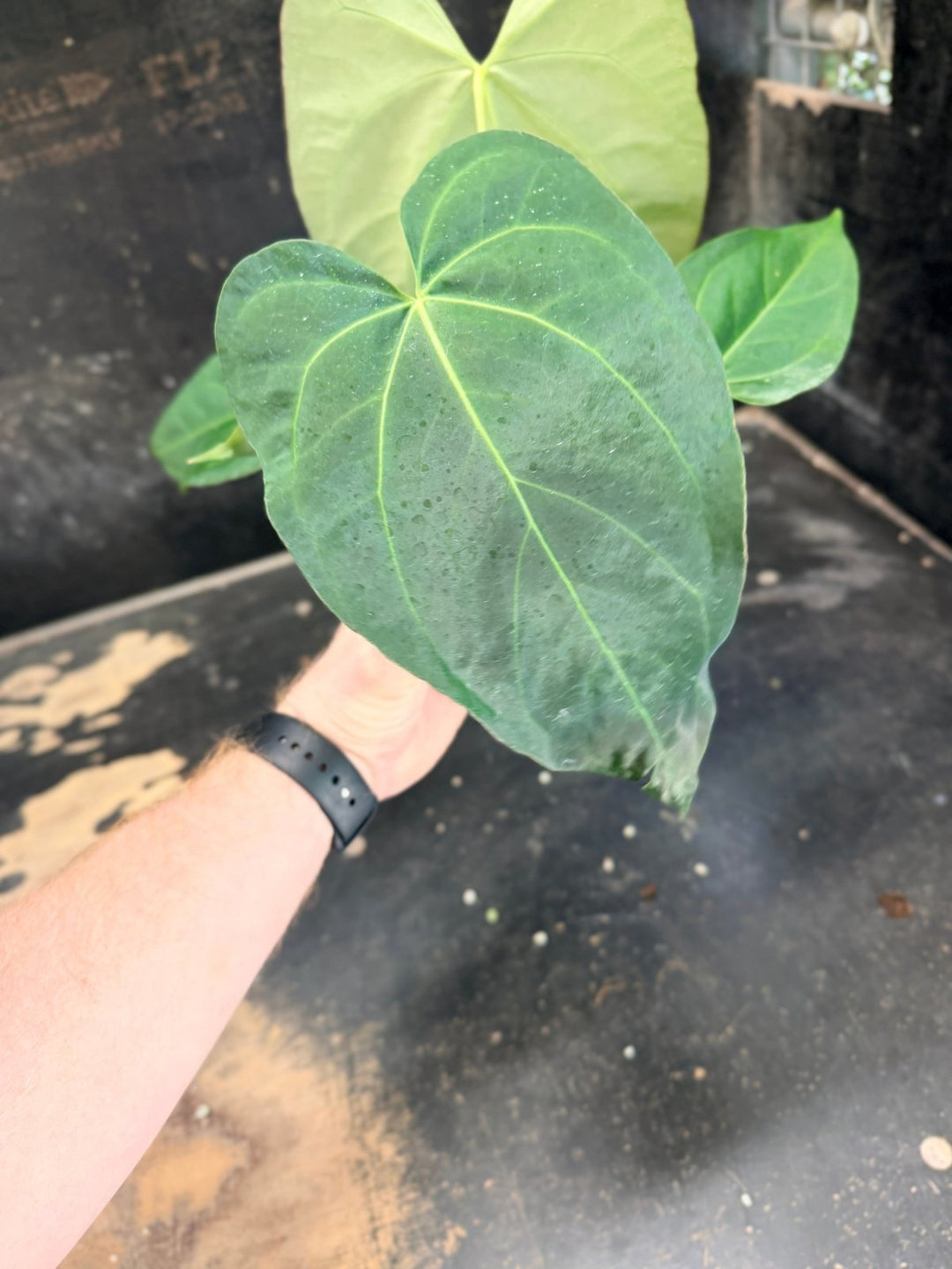Handpicked 74 - Anthurium Pandurilaminum - 100mm Pot | Uprooted