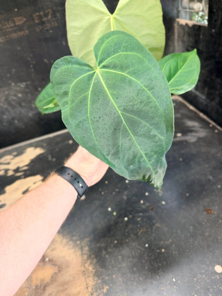 Handpicked 74 - Anthurium Pandurilaminum - 100mm Pot | Uprooted