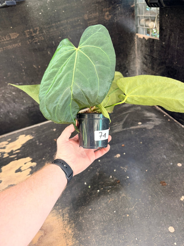 Handpicked 74 - Anthurium Pandurilaminum - 100mm Pot | Uprooted