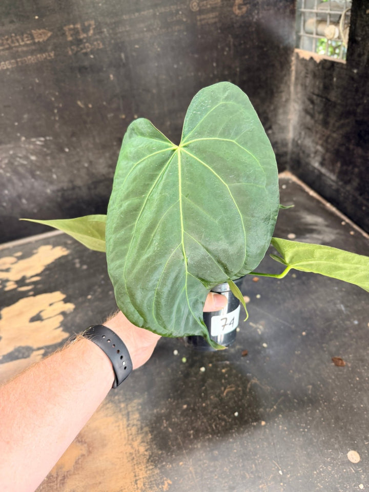 Handpicked 74 - Anthurium Pandurilaminum - 100mm Pot | Uprooted