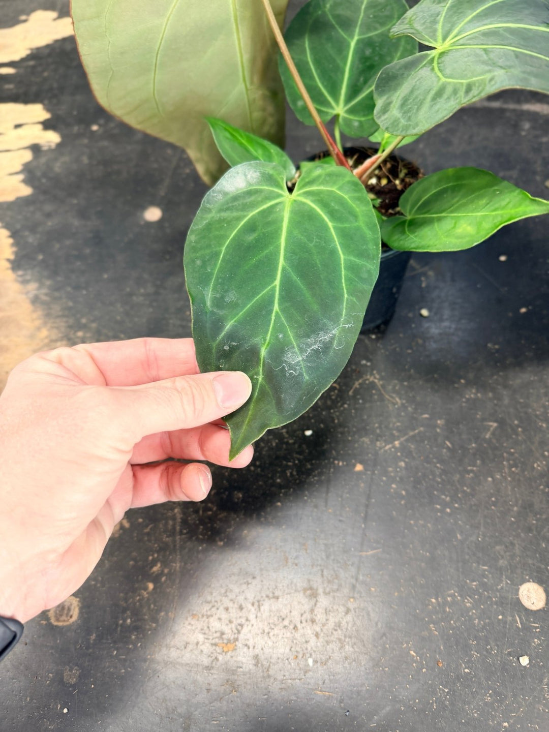 Handpicked 75 - Anthurium Pandurilaminum - 100mm Pot | Uprooted