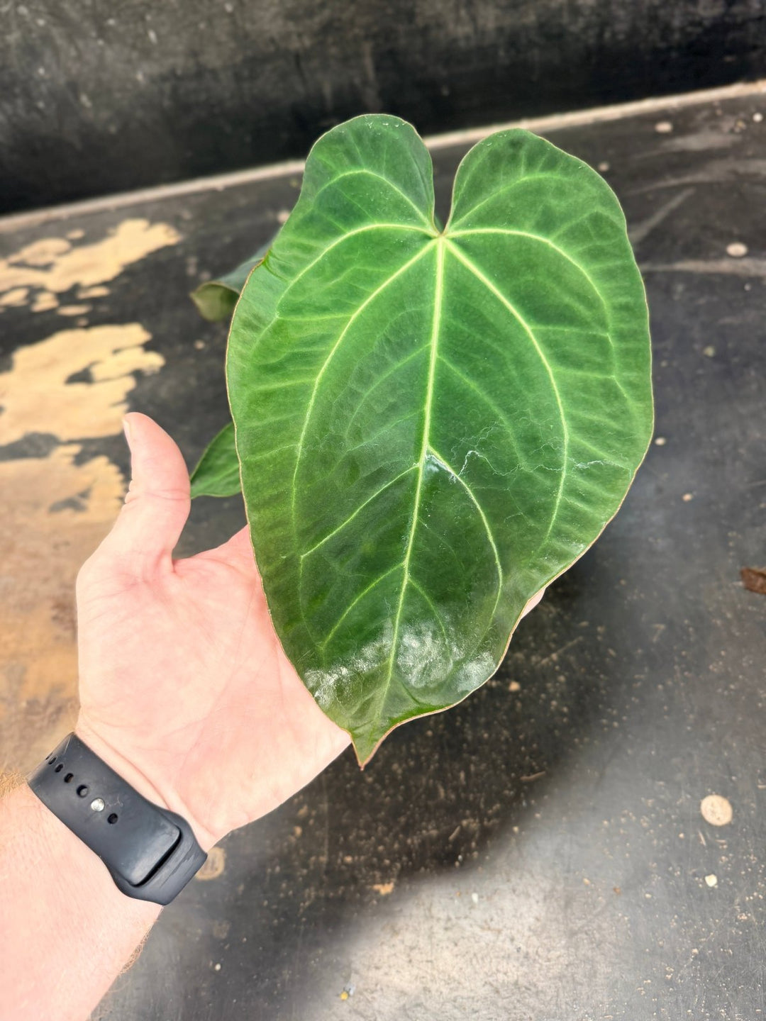 Handpicked 75 - Anthurium Pandurilaminum - 100mm Pot | Uprooted