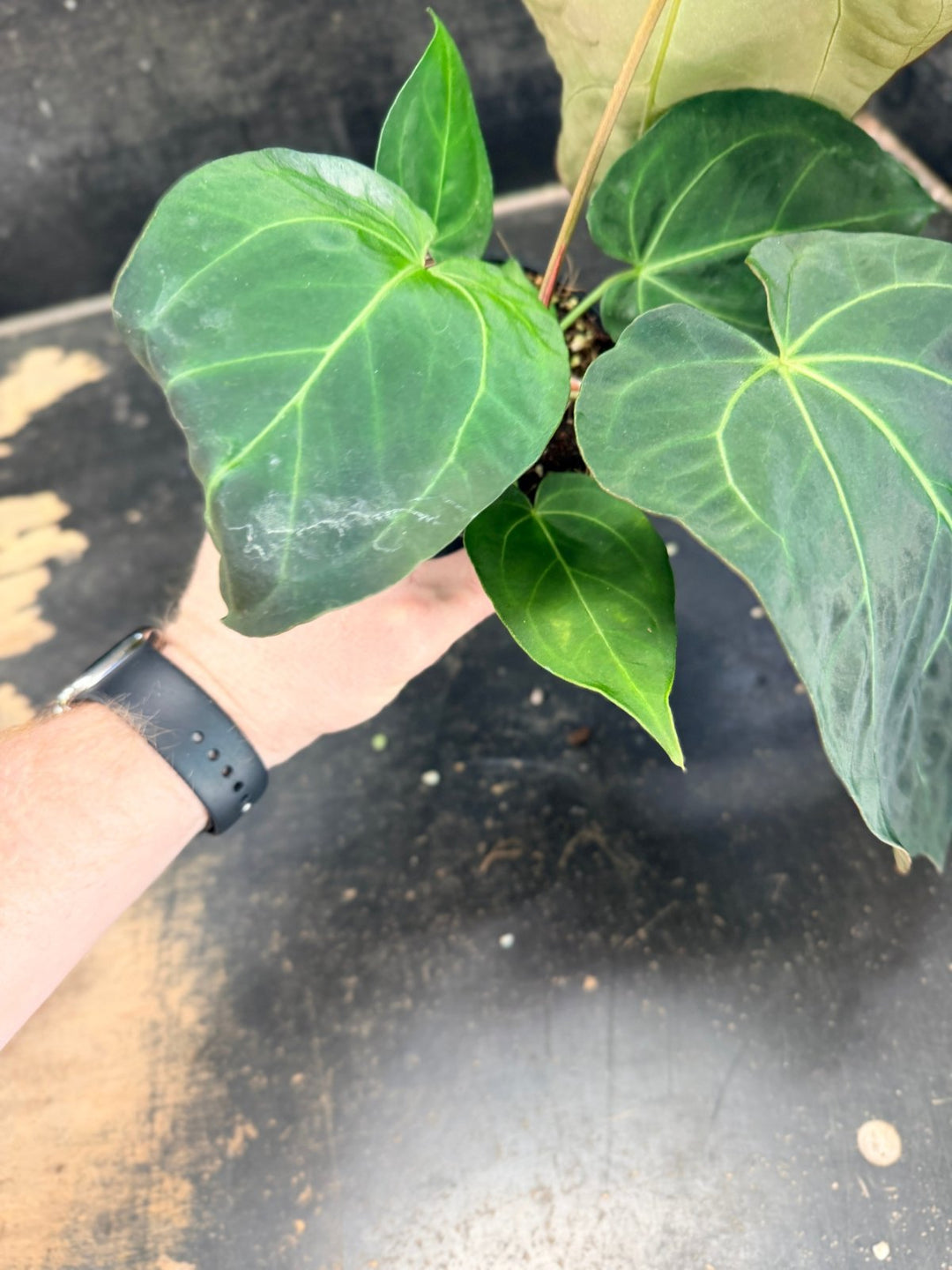 Handpicked 75 - Anthurium Pandurilaminum - 100mm Pot | Uprooted