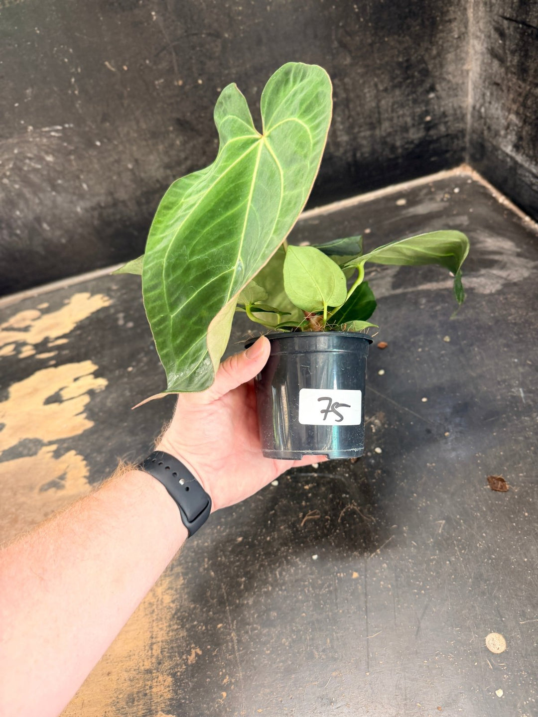 Handpicked 75 - Anthurium Pandurilaminum - 100mm Pot | Uprooted