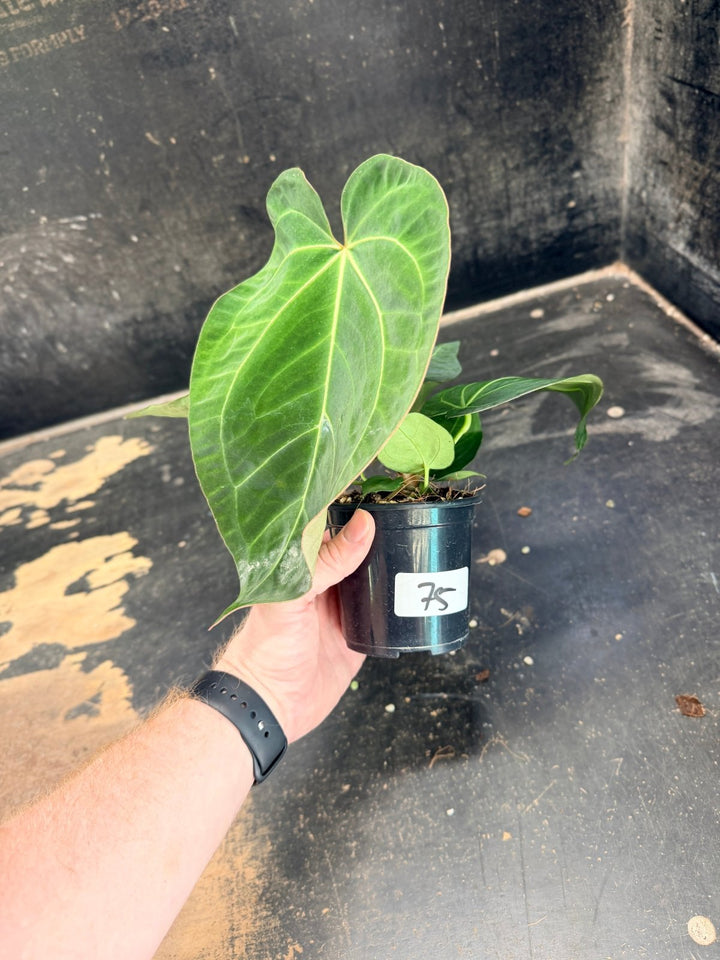 Handpicked 75 - Anthurium Pandurilaminum - 100mm Pot | Uprooted