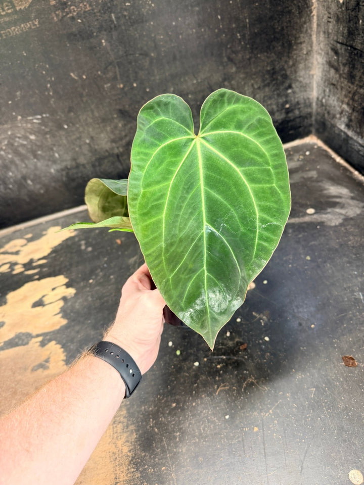 Handpicked 75 - Anthurium Pandurilaminum - 100mm Pot | Uprooted