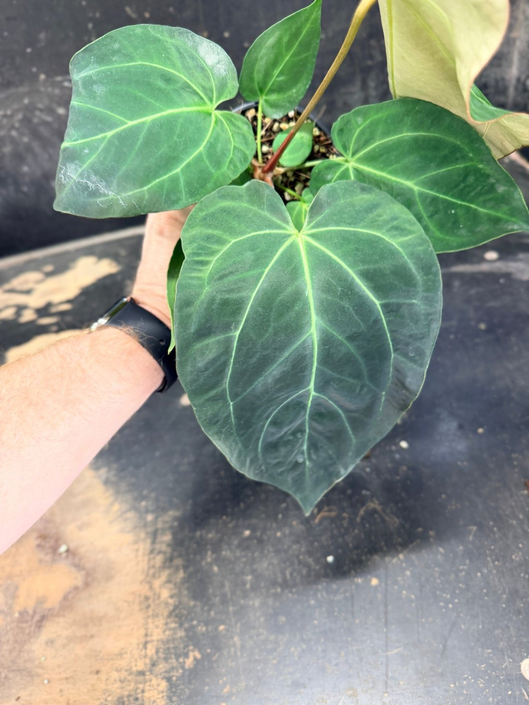 Handpicked 75 - Anthurium Pandurilaminum - 100mm Pot | Uprooted
