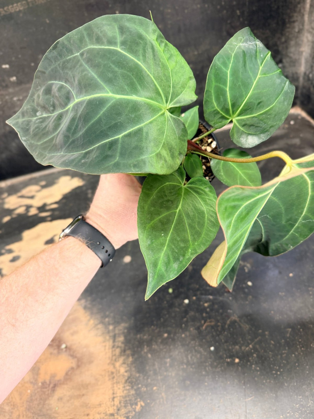 Handpicked 75 - Anthurium Pandurilaminum - 100mm Pot | Uprooted