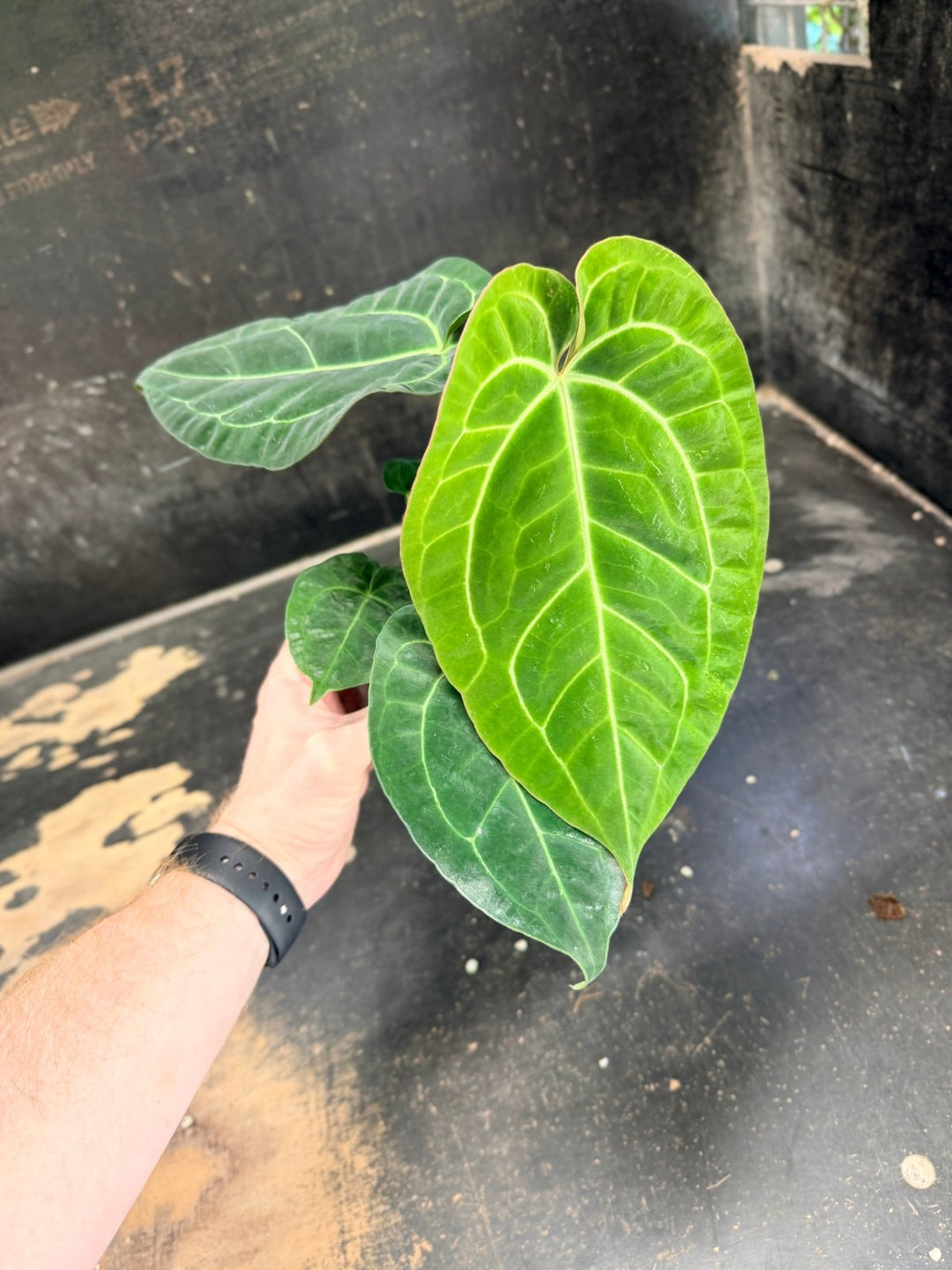 Handpicked 76 - Anthurium Crystallinum Hope x Velvet Hybrid Round Form - 100mm Pot | Uprooted