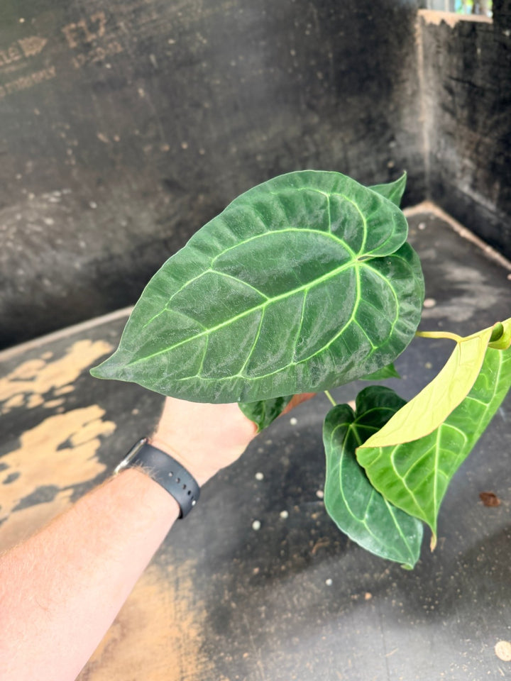 Handpicked 76 - Anthurium Crystallinum Hope x Velvet Hybrid Round Form - 100mm Pot | Uprooted