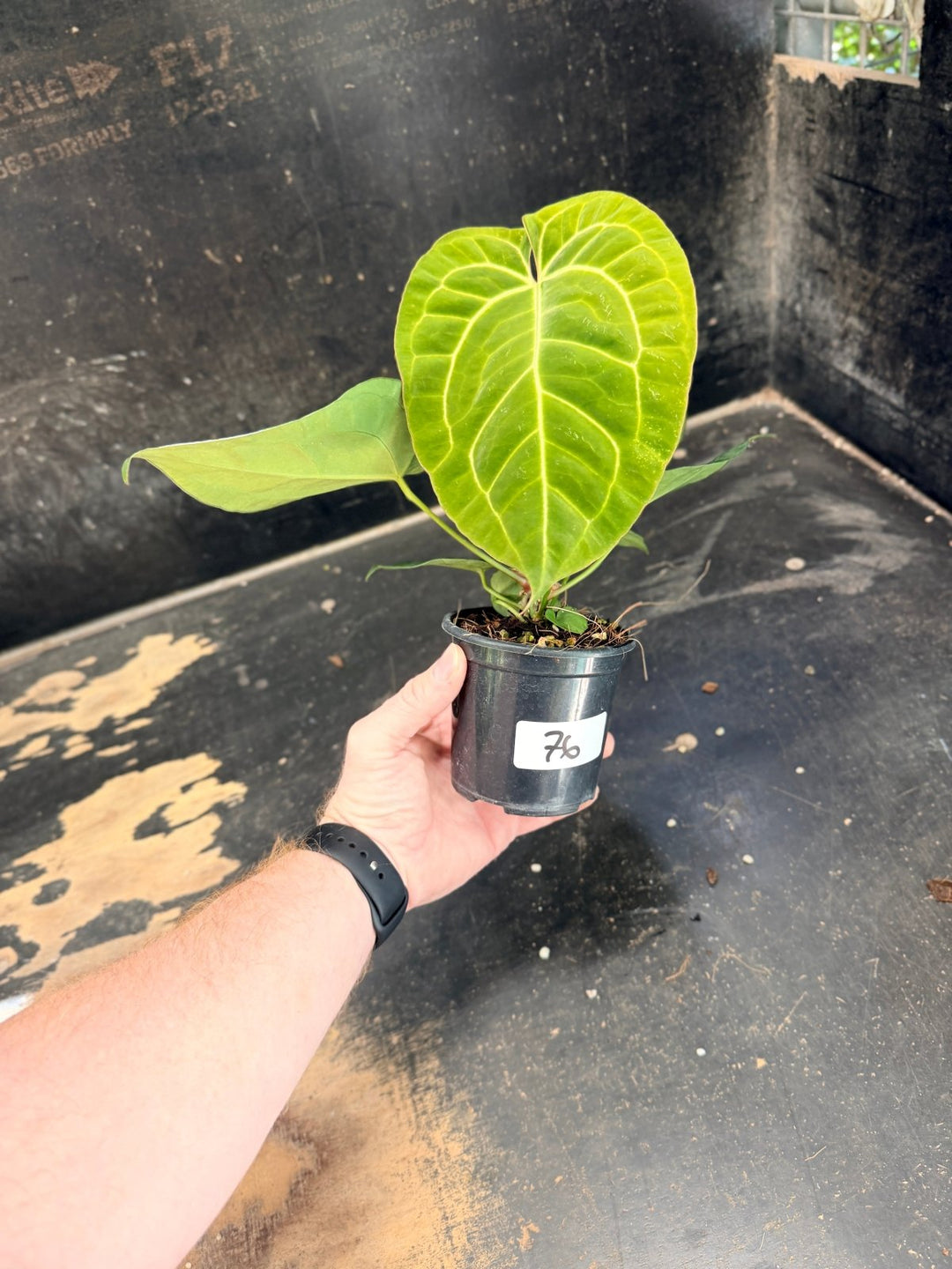 Handpicked 76 - Anthurium Crystallinum Hope x Velvet Hybrid Round Form - 100mm Pot | Uprooted