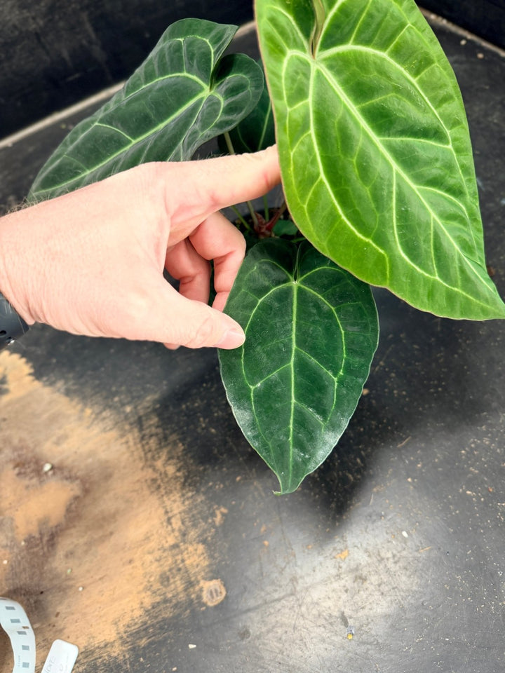 Handpicked 76 - Anthurium Crystallinum Hope x Velvet Hybrid Round Form - 100mm Pot | Uprooted