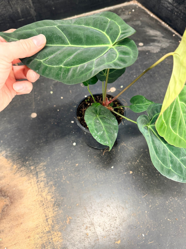 Handpicked 76 - Anthurium Crystallinum Hope x Velvet Hybrid Round Form - 100mm Pot | Uprooted