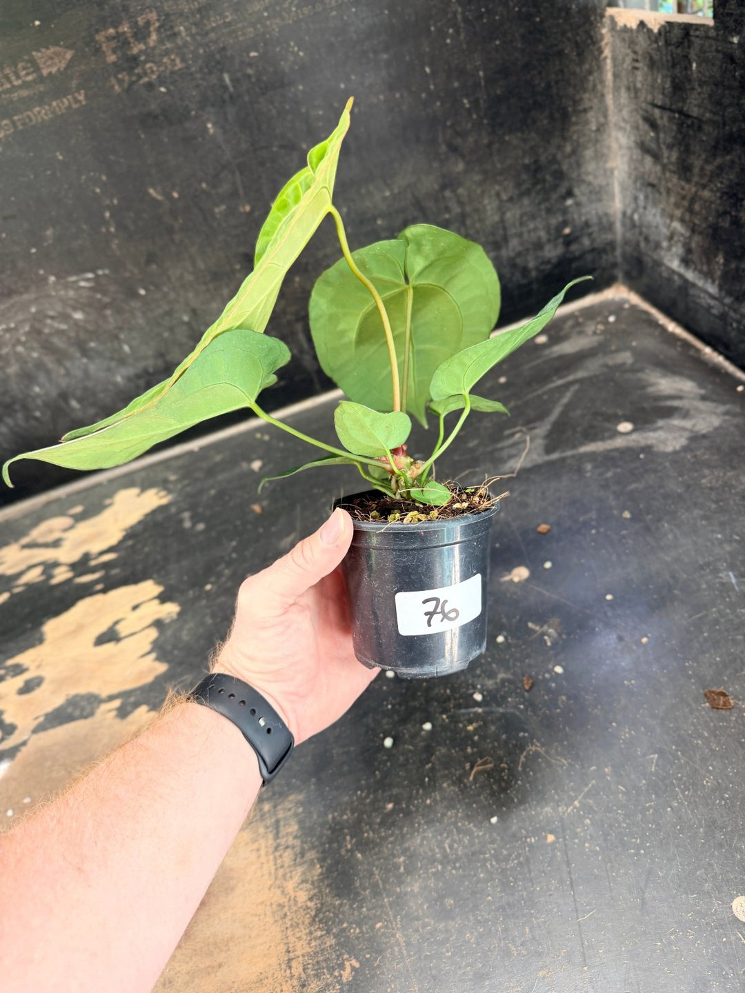Handpicked 76 - Anthurium Crystallinum Hope x Velvet Hybrid Round Form - 100mm Pot | Uprooted