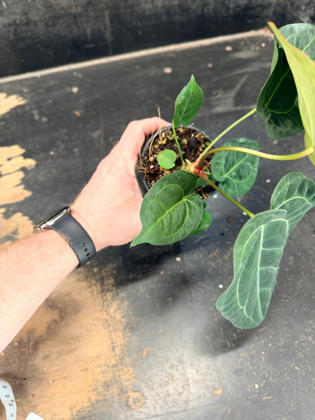 Handpicked 76 - Anthurium Crystallinum Hope x Velvet Hybrid Round Form - 100mm Pot | Uprooted