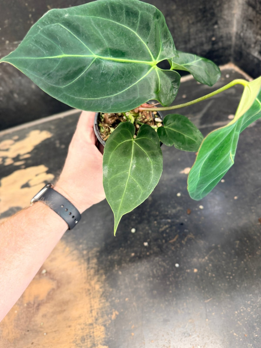 Handpicked 77 - Anthurium Crystallinum Hope x Velvet Hybrid Round Form - 100mm Pot | Uprooted