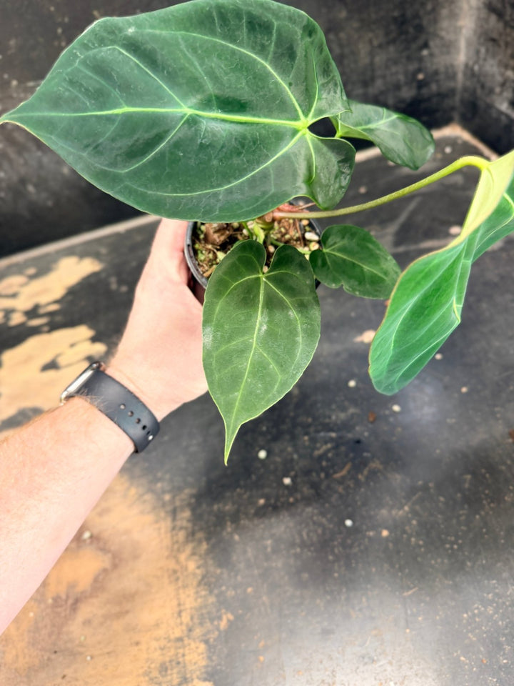 Handpicked 77 - Anthurium Crystallinum Hope x Velvet Hybrid Round Form - 100mm Pot | Uprooted