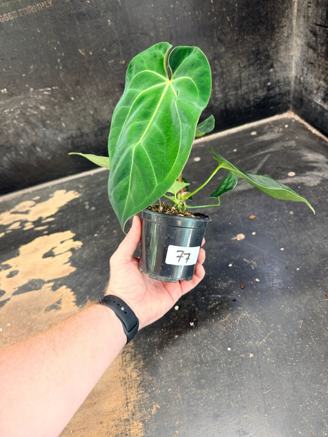 Handpicked 77 - Anthurium Crystallinum Hope x Velvet Hybrid Round Form - 100mm Pot | Uprooted