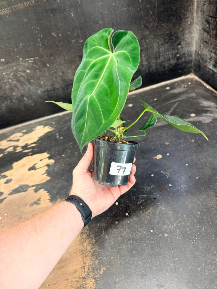 Handpicked 77 - Anthurium Crystallinum Hope x Velvet Hybrid Round Form - 100mm Pot | Uprooted