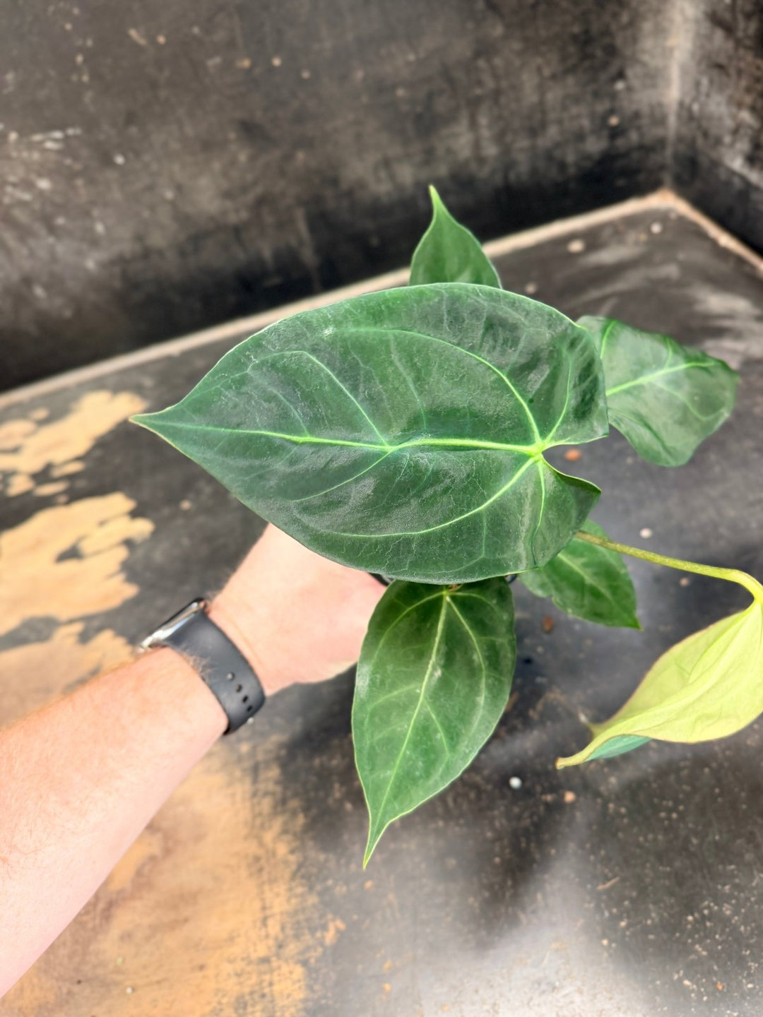 Handpicked 77 - Anthurium Crystallinum Hope x Velvet Hybrid Round Form - 100mm Pot | Uprooted