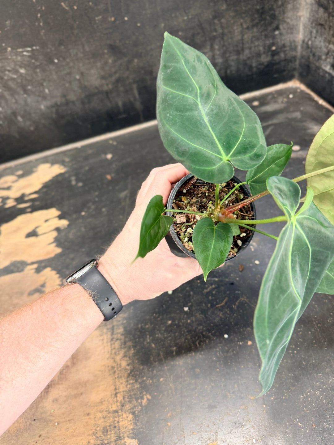 Handpicked 77 - Anthurium Crystallinum Hope x Velvet Hybrid Round Form - 100mm Pot | Uprooted